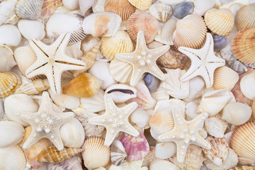 Many amazing seashells, coral and starfishes mixed
