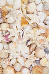 Many amazing seashells, coral and starfishes mixed