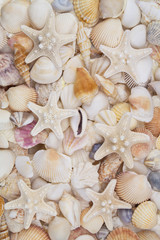 Many amazing seashells, coral and starfishes mixed