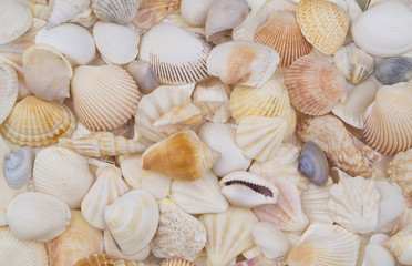 Seashells background