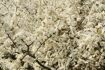 blühender Schwarzdorn (Prunus spinosa)