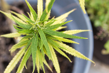 green marijuana plant top view