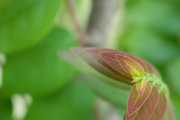 the leaf in nature abstract background, the nature background, plant in nature