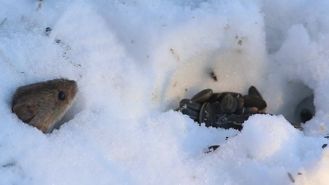 Striped Field Mouse (Apodemus agrarius) drags sunflower seeds in the hole