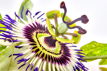 Close up photography of Passiflora Caerulea flower