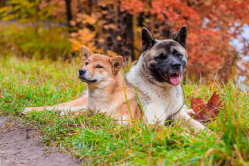 Akita and Shiba for a walk in the park. Two dogs for a walk. Autumn Park.
