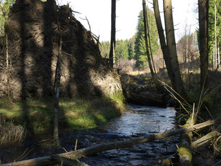 Windbruch am Bach im Fichtenwald