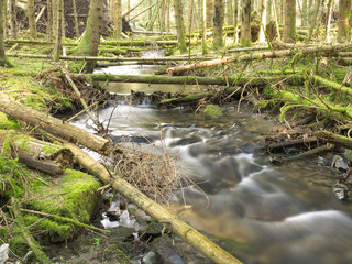 Windbruch am Bach im Fichtenwald