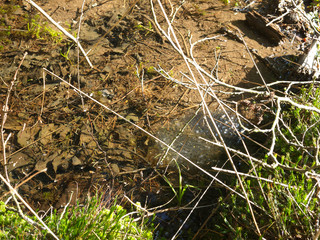 Froschlaich