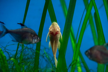 Obraz premium fish swimming in an aquarium