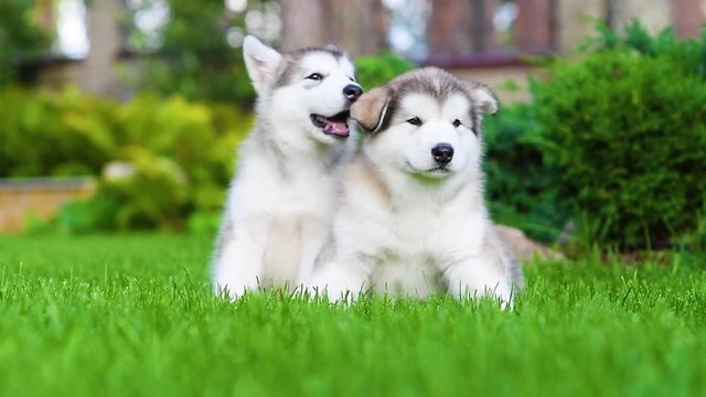 Two playpul alaskan malamute puppies lying on green summer gras