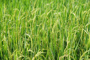 green tree with yellow seeds ready to harvest, background images