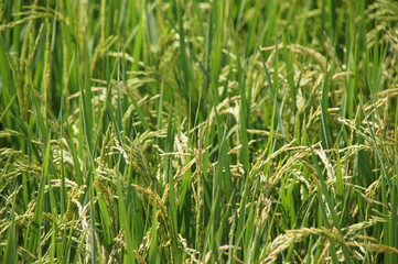 green tree with yellow seeds ready to harvest, background images