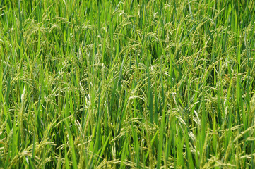 green tree with yellow seeds ready to harvest, background images