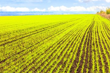 Smooth rows of sprouts of winter wheat sprouted in a vast field.
