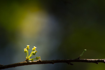 the leaf in nature abstract background, the nature background, plant in nature