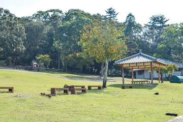 Obraz premium 若草山