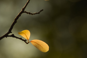 the leaf in nature abstract background, the nature background, plant in nature