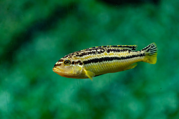 Obraz na płótnie Canvas fish swimming in an aquarium