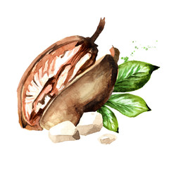 Baobab fruit with green leaf and dried pulp