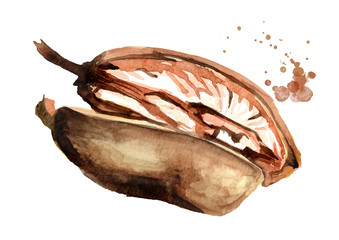 Split Baobab fruit. Superfood. Watercolor hand drawn illustration, isolated on white background