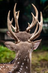 Fototapeta premium deer on a black background