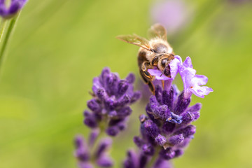 Pollination with bee and lavender during sunshine, sunny lavender