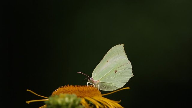 Butterfly Common brimstone (Gonepteryx rhamni) sits on a elecampane flower 