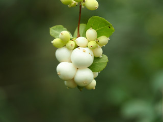 White berries and green leaves on a snowberry bush (Symphoricarpus albus)