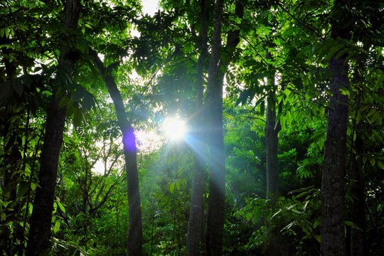 Rays of sun in a forest