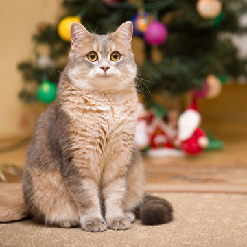 Smiling cat on a blurry background with a Christmas tree and a luminous garland.
