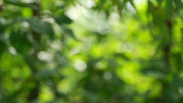 blurred green trees waving in light wind at sunlight background close view slow motion