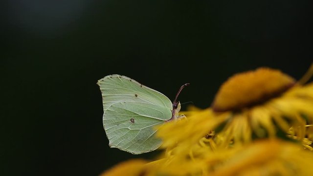 Butterfly Common brimstone (Gonepteryx rhamni) sits on a elecampane flower 