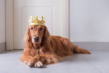 Golden Retriever wearing a crown made of grapefruit