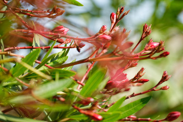 Oleander