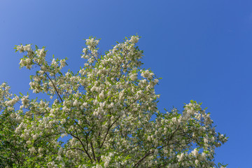 Fototapeta na wymiar Outdoor spring blooming Sophora japonica flowers and blue sky，Sophora japonica Linn.