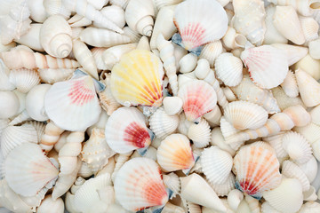 Seashell selection with scallops, starfish, cockleshells, turritella and conch shells forming an abstract background. Flat lay.