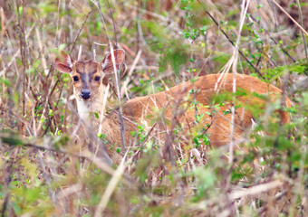 Marsh Deer peeping out from behind the long grass - Mato Grosso Park, Brazil