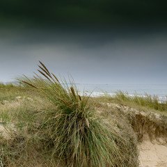 sand dunes and grasses with the ocean behind