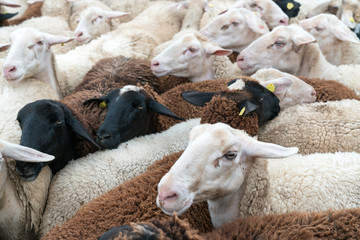 many sheep crowded together in a corral before being sheared