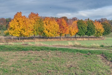autumn view of fields, dirt road and row of colorful trees, maple leaves of different colors