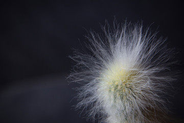 The closeup white cactus with white spikes isolated on the black background