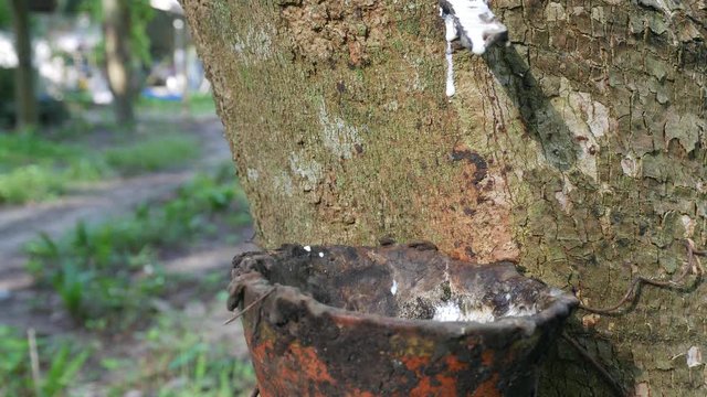 Latex from rubber trees