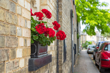 Isolated image of a red flower arrangement seen on a wrought iron window box at the entrance to a terraced house. Parked cars can also been seen.