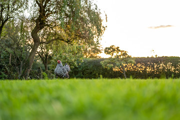 Solitary Wyandotte hen seen in a large, rural garden during dusk looking for insects to feed on. A large Willow tree can be seen in the background and a distant, well maintained hedge.