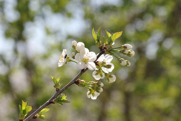 Blooming branch against the backdrop of a green garden.