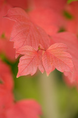 Herbstlaub des Schneeball