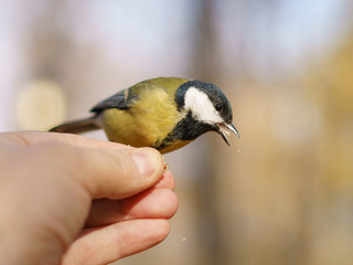 Fototapeta premium Photography of feeding a tit bird from human hand. The concept of trust, kindness, communication with wildlife, caring for wildlife.