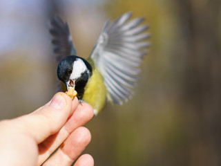 Photography of feeding a tit bird from human hand. The concept of trust, kindness, communication...