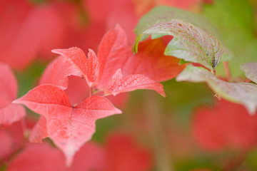 Herbstlaub des Schneeball